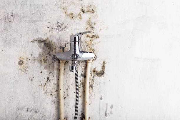 Best Same-Day Mold Removal  in Bloomfield Hills, MI
