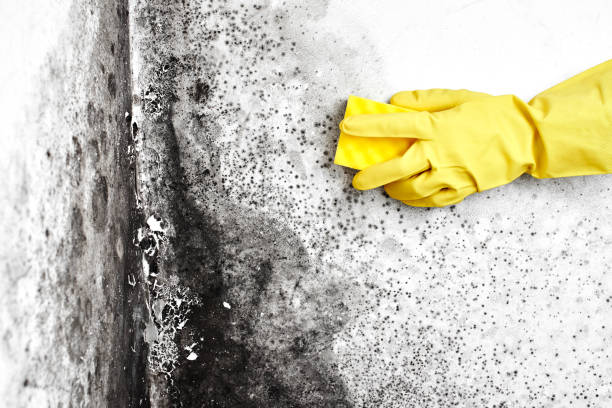 Mold Removal Process in Bloomfield Hills, MI