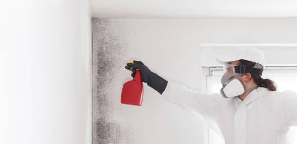 Office Mold Removal Services in Bloomfield Hills, MI