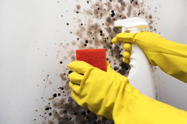 Best Home Mold Removal  in Bloomfield Hills, MI
