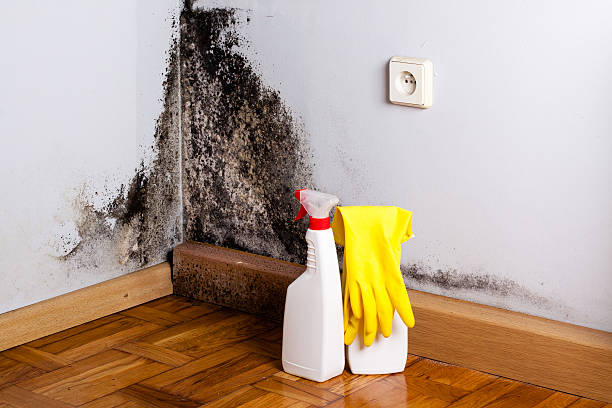 Best Toxic Mold Removal  in Bloomfield Hills, MI