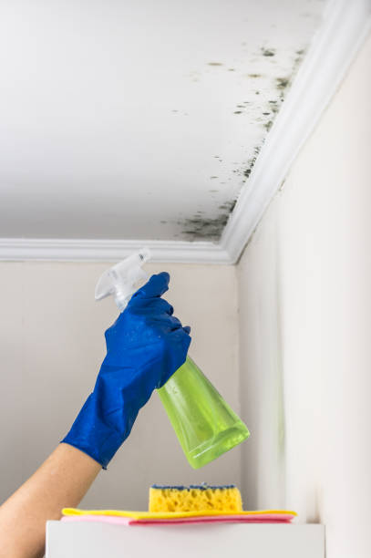 Best Mold Removal Process  in Bloomfield Hills, MI